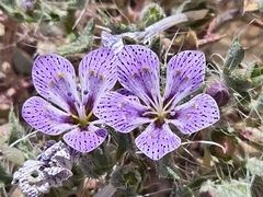 Great Basin langloisia (Langloisia setosissima)