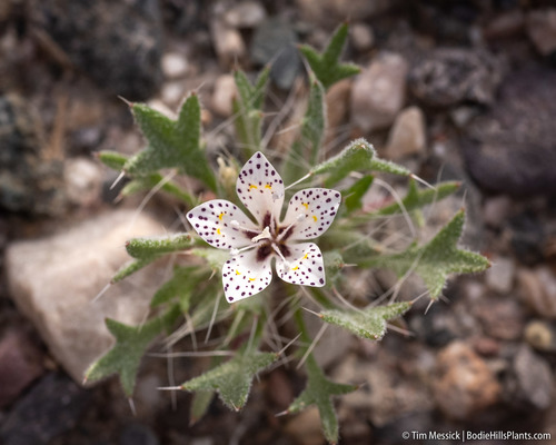 Great Basin langloisia (Langloisia setosissima)