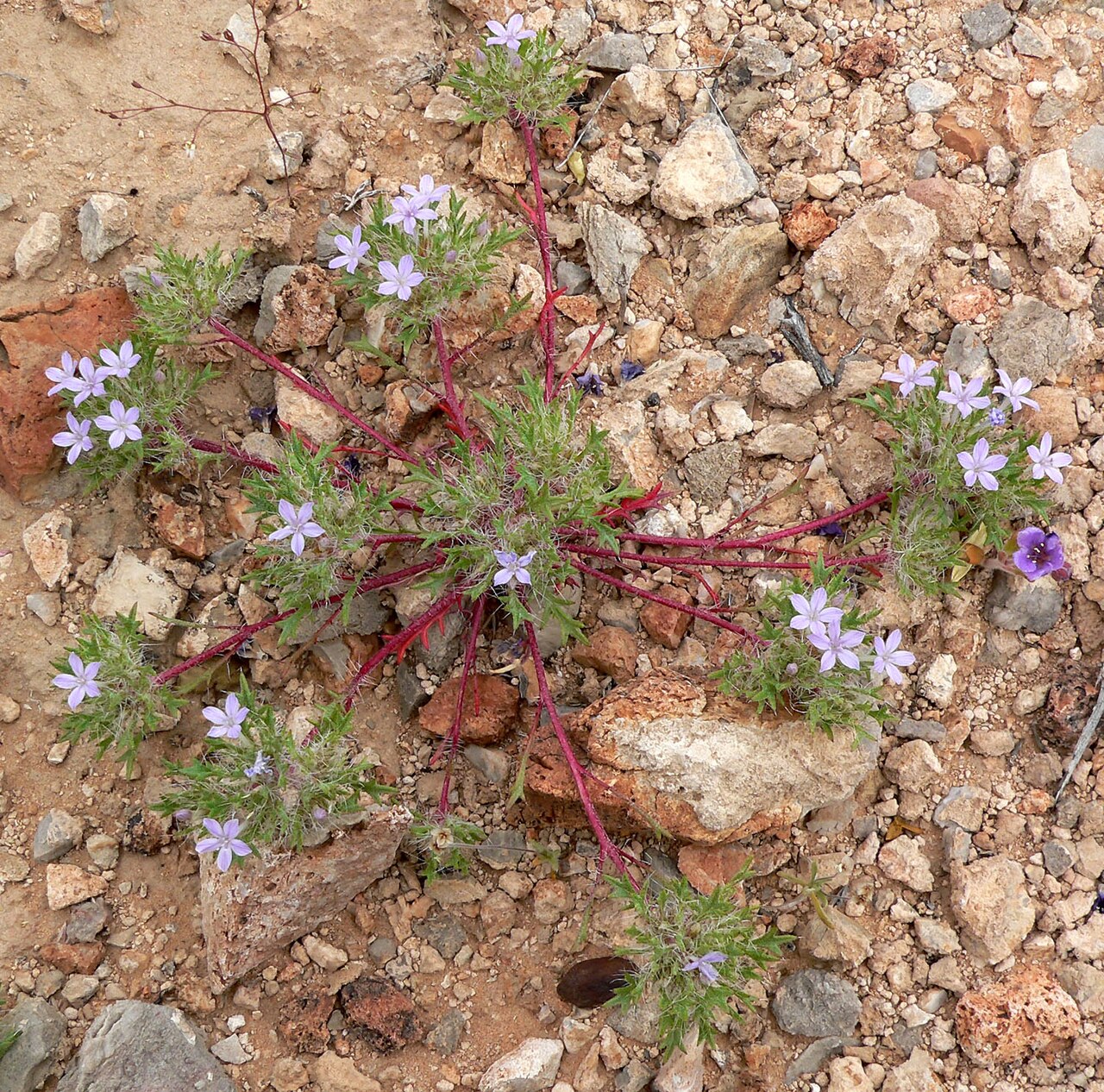 Great Basin langloisia: Photo of Langloisia setosissima in the desert west of Las Vegas, Nevada