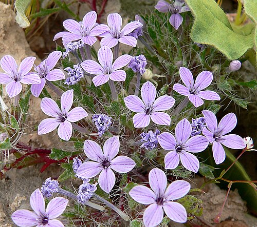 Great Basin langloisia: Photo of Langloisia setosissima in the desert west of Las Vegas, Nevada