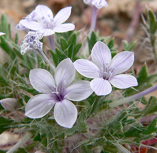 Great Basin langloisia: Photo of Langloisia setosissima in the desert west of Las Vegas, Nevada