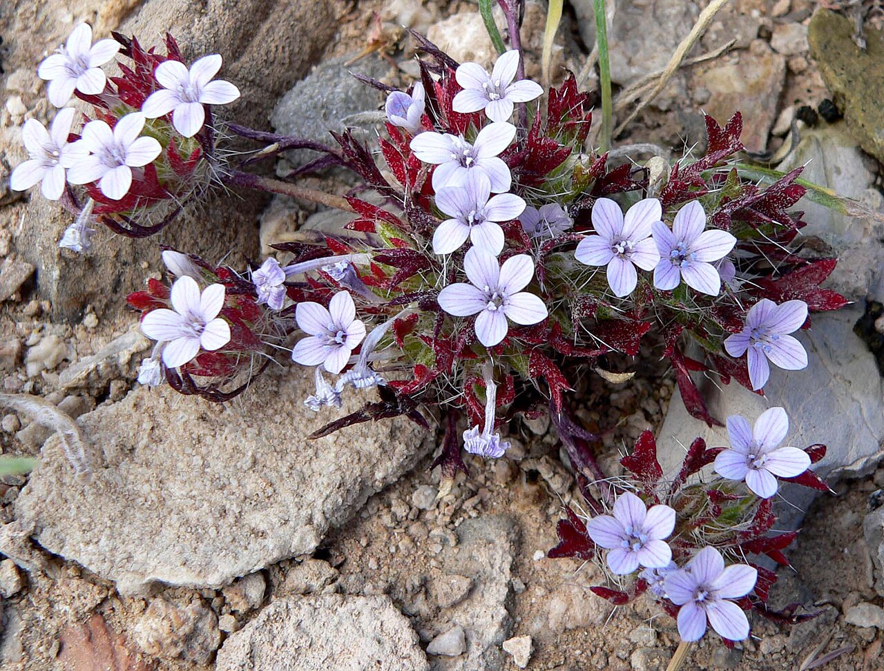 Great Basin langloisia: Photo of Langloisia setosissima on slopes of Frenchman Mountain east of Las Vegas, Nevada