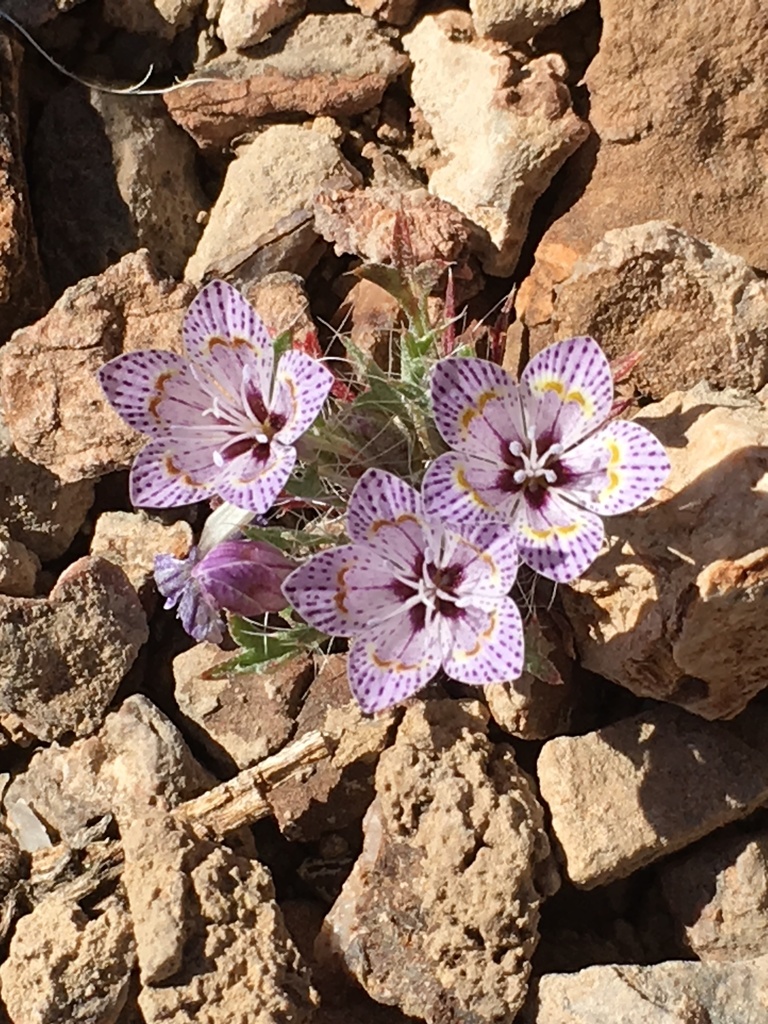 Great Basin langloisia (Langloisia setosissima)