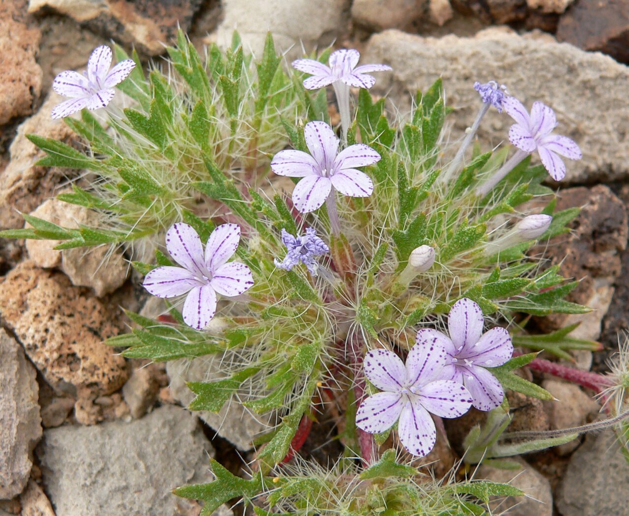 Great Basin langloisia: Photo of Langloisia setosissima in the desert west of Las Vegas, Nevada