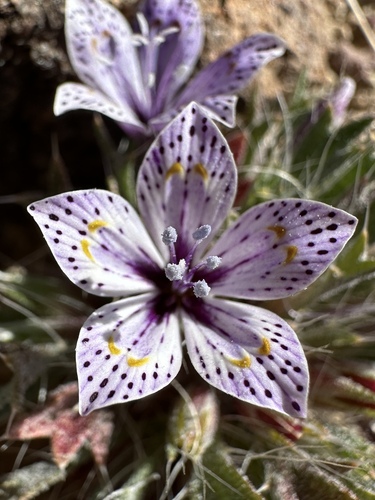 Great Basin langloisia (Langloisia setosissima)