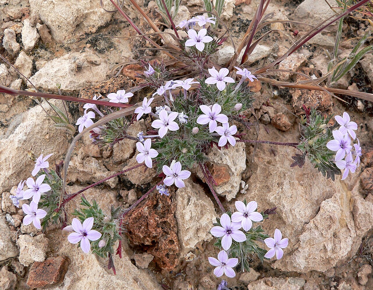 Great Basin langloisia: Photo of Langloisia setosissima in the desert west of Las Vegas, Nevada