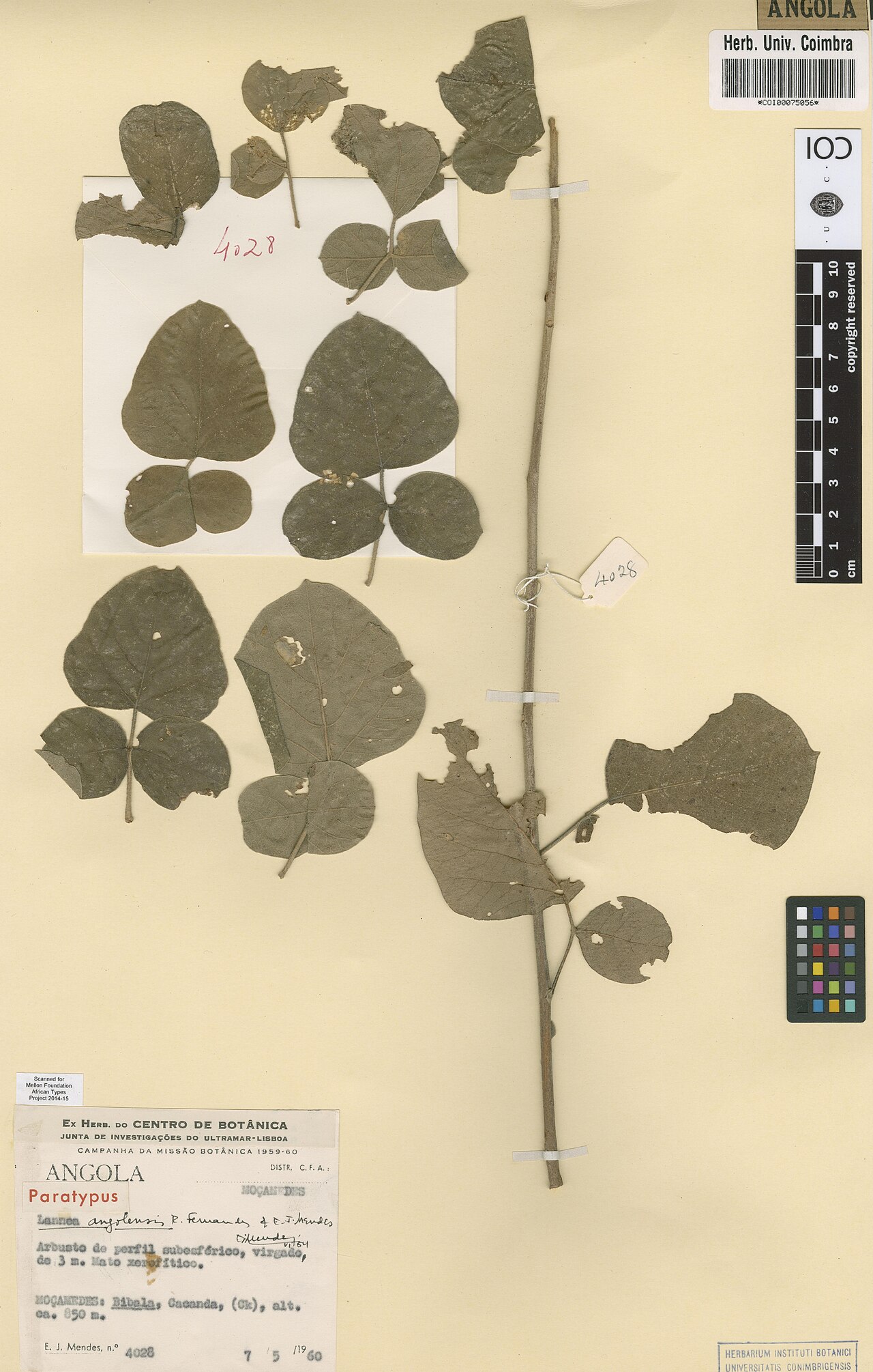 Lannea angolensis: Photograph of Paratype of Lannea angolensis at Herbarium of the University of Coimbra, Portugal (COI). Specimen COI00075056. http://coicatalogue.uc.pt/specimen/