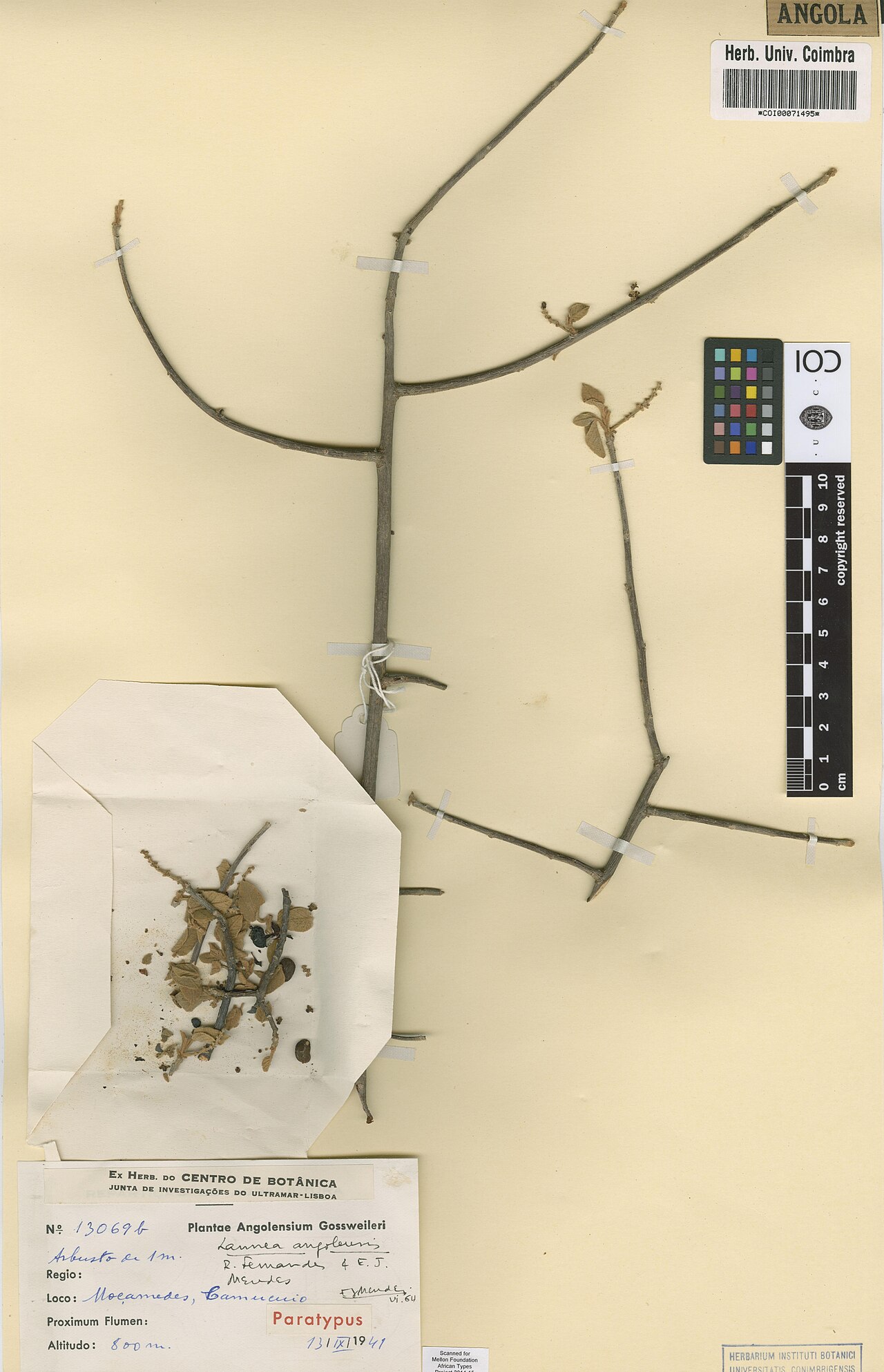 Lannea angolensis: Photograph of Paratype of Lannea angolensis at Herbarium of the University of Coimbra, Portugal (COI). Specimen COI00071495. http://coicatalogue.uc.pt/specimen/