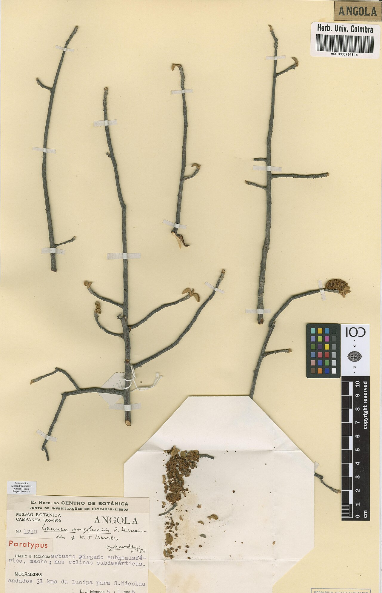 Lannea angolensis: Photograph of Paratype of Lannea angolensis at Herbarium of the University of Coimbra, Portugal (COI). Specimen COI00071494. http://coicatalogue.uc.pt/specimen/