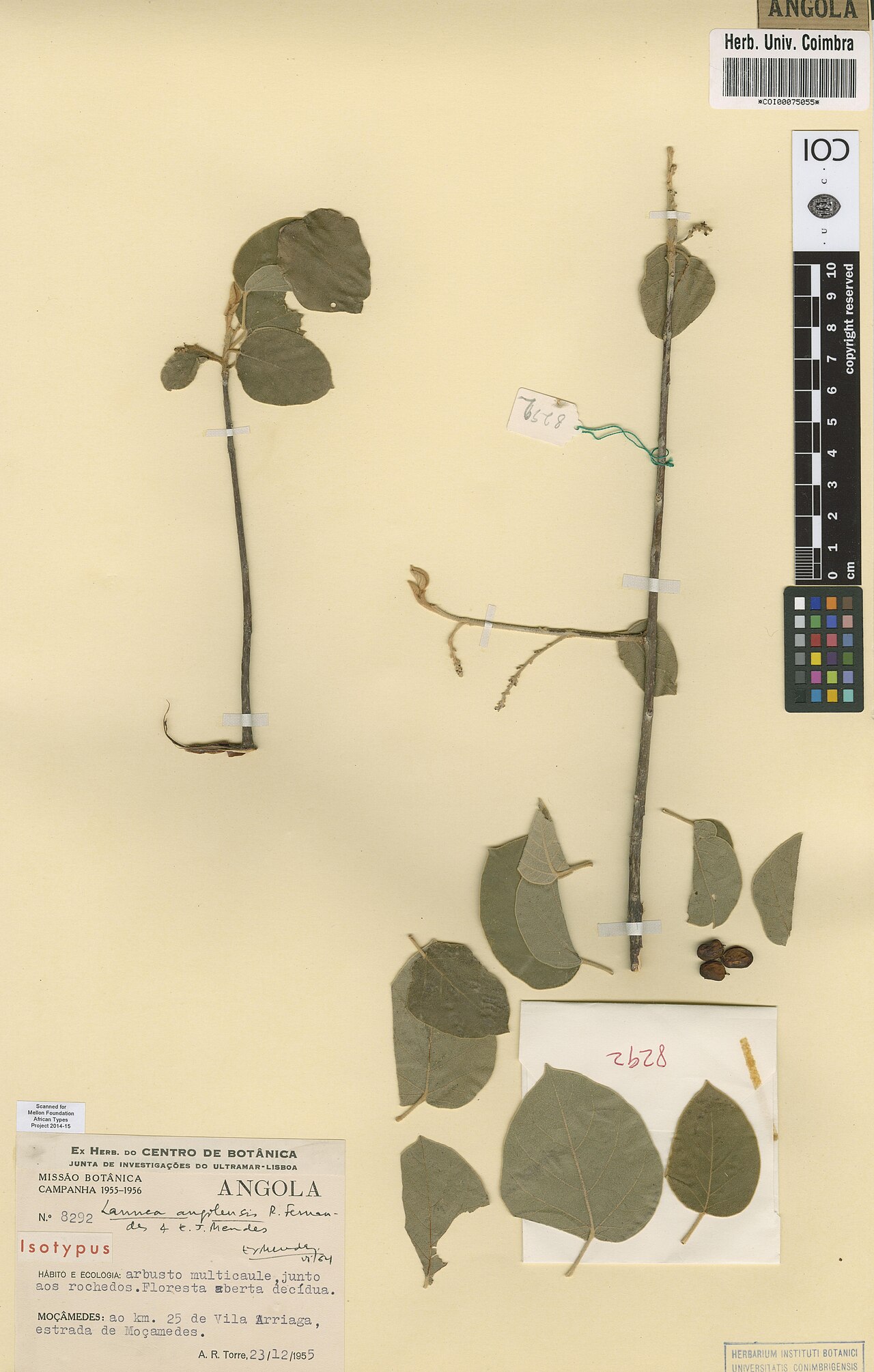 Lannea angolensis: Photograph of Isotype of Lannea angolensis at Herbarium of the University of Coimbra, Portugal (COI). Specimen COI00075055. http://coicatalogue.uc.pt/specimen/C