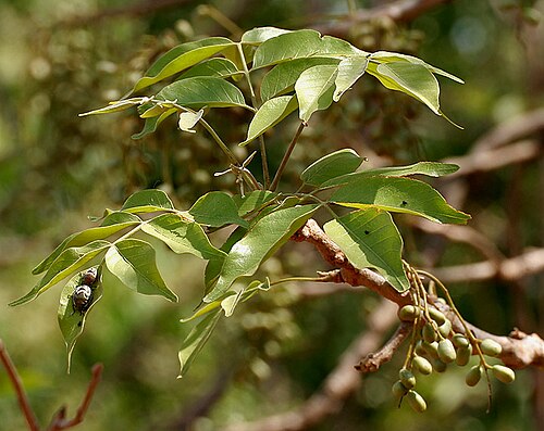 Lannea coromandelica: Lannea coromandelica - Wodier Tree, Moi, GURJAN, Jhingan, Shembat/ Shemat, woddiya maram, Indian ash tree, moya, jia, jiola, goddana-mara, mavedi, mohin, godda,