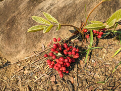 Lannea edulis (Lannea edulis)