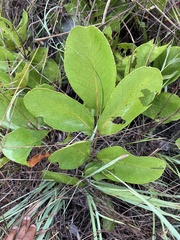Lannea edulis (Lannea edulis)