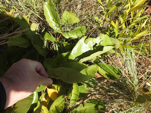 Lannea edulis (Lannea edulis)