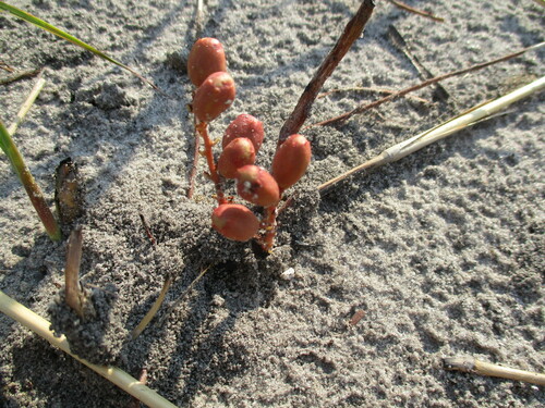 Lannea edulis (Lannea edulis)