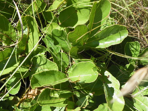 Lannea edulis (Lannea edulis)