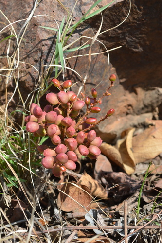 Lannea edulis (Lannea edulis)