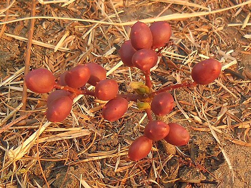 Lannea edulis: Fruit of Southern African underground tree Lannea edulis (Sond.) Engl.
