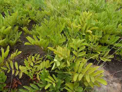 Lannea gossweileri (Lannea gossweileri)