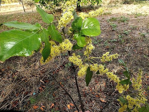 Lannea schweinfurthii: Lannea schweinfurthii (Engl.) Engl. - Phalaborwa, South Africa