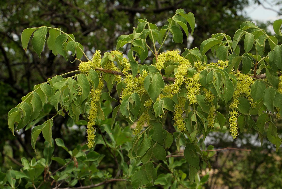 Lannea schweinfurthii: Lannea schweinfurthii var. tomentosa Engl. - Victoria Falls, Zimbabwe