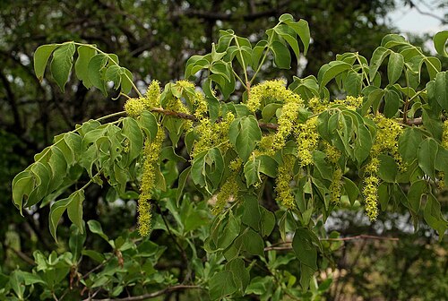 Lannea schweinfurthii: Lannea schweinfurthii var. tomentosa Engl. - Victoria Falls, Zimbabwe