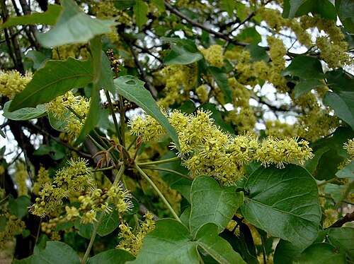 Lannea schweinfurthii: Lannea schweinfurthii (Engl.) Engl. - Phalaborwa, South Africa