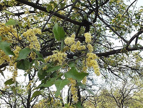 Lannea schweinfurthii: Lannea schweinfurthii (Engl.) Engl. - Phalaborwa, South Africa