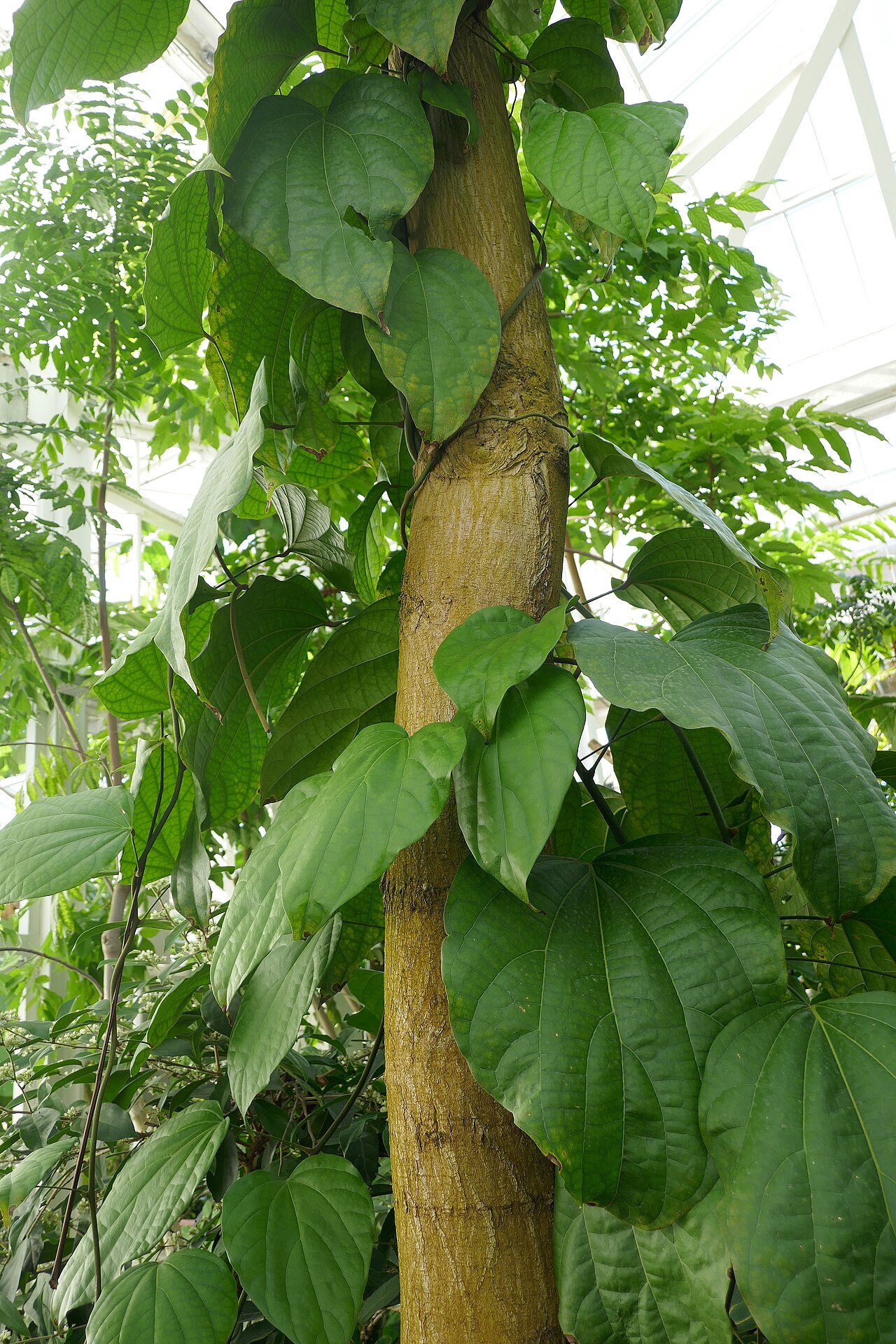 Lannea welwitschii: Lannea welwitschii (Hiern) Engl. aka (Rép. centrafricaine) : mo.bondo kaniama (R.D. Congo) : mumbu ya dito kikongo (R.D. Congo) : n'kumbi Afrique tropicale. Jar