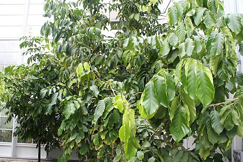 Langsat: Location taken: Fairchild Tropical Botanic Garden, Miami, FL USA. Names: Lansium domesticum 'Long-Kong' Correa Classification: Plantae > Tracheophyta > Magnolio