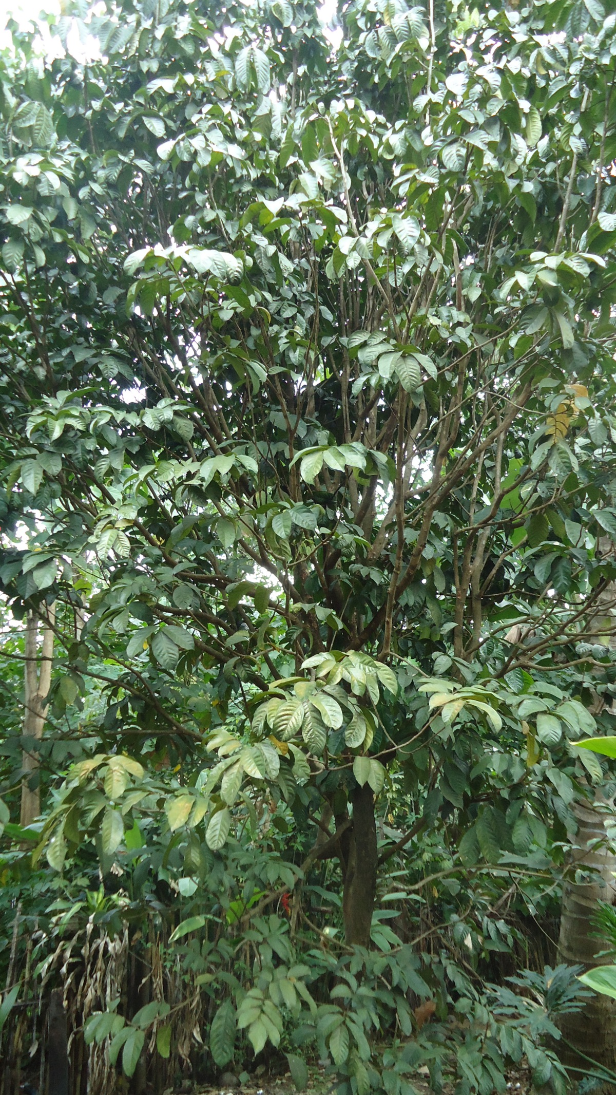 Langsat: Lansium domesticum , Lanzones Tree