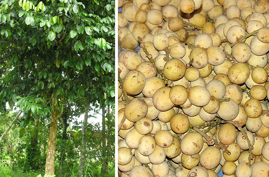 Langsat: Native to Sumatra and Borneo, but planted widely and enjoyed as Langsat. In context at www.dixpix.ca/indonesia/flora/myrt_mal/index.html