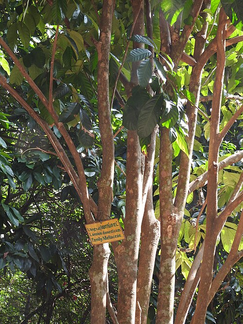 Langsat: Meliaceae-Langsat,லாங்சாட் ;Tree,flowers greenish yellow,fruits edible.