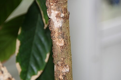 Langsat: Location taken: Fairchild Tropical Botanic Garden, Miami, FL USA. Names: Lansium domesticum 'Long-Kong' Correa Classification: Plantae > Tracheophyta > Magnolio