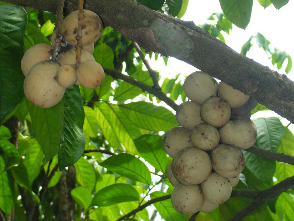 Langsat: Picture of Lanzones in Valencia, Negros Oriental , Philippines .