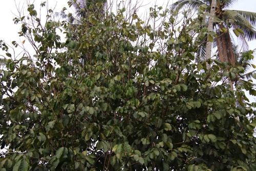 Langsat (Lansium domesticum)