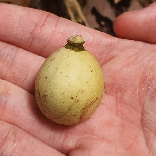 Langsat (Lansium domesticum)