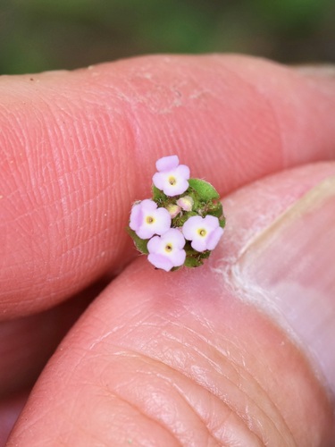 Brushland shrubverbena