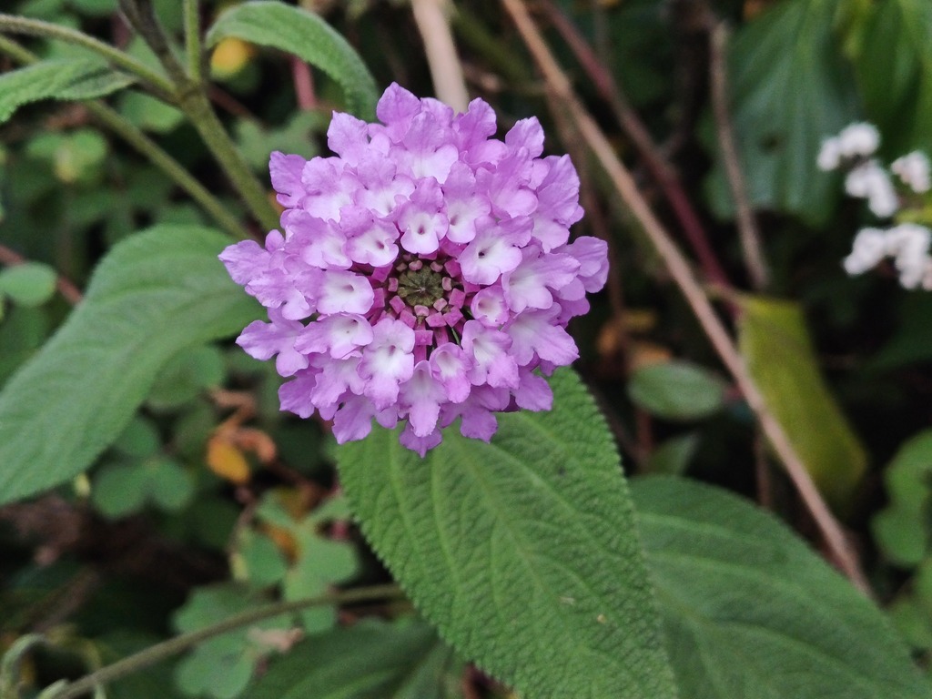 Lantana angustibracteata (Lantana angustibracteata)