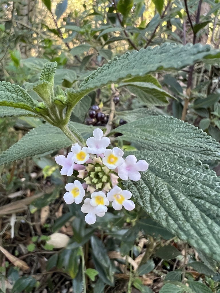 Lantana boyacana (Lantana boyacana)