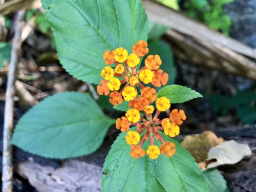 Lantana (Lantana camara)