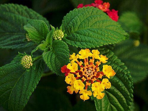 Lantana: Flower and leaves of Lantana camara