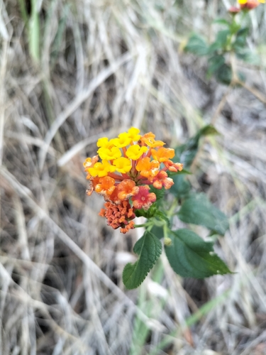 Lantana (Lantana camara)