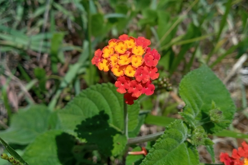 Lantana (Lantana camara)