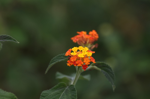 Lantana (Lantana camara)