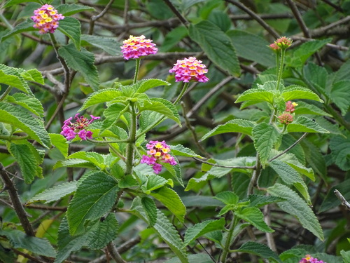 Lantana (Lantana camara)