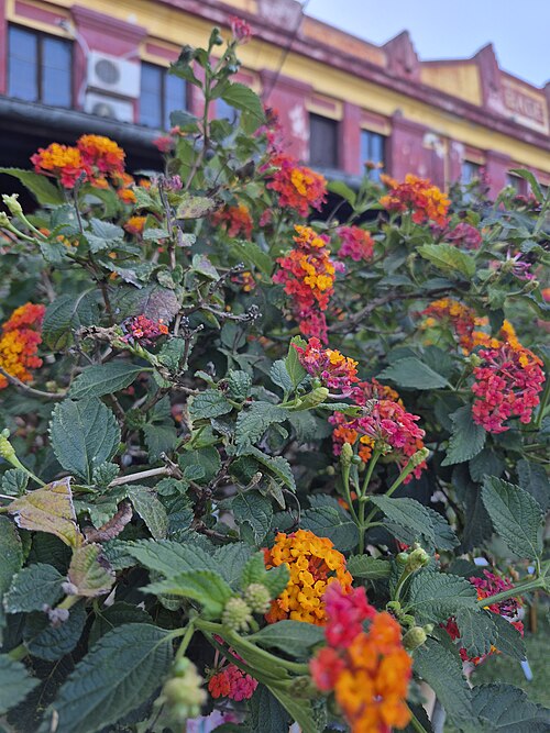 Lantana: Cambará (do tupi kamará) na primavera