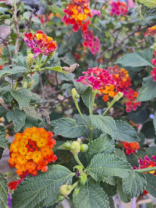 Lantana: Cambará (do tupi kamará) na primavera