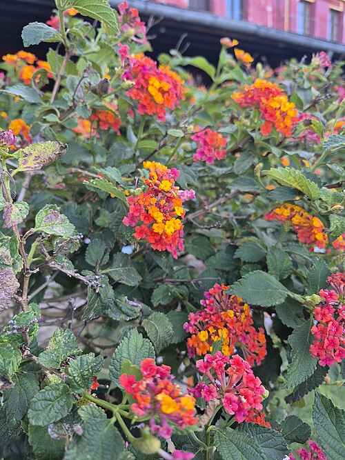 Lantana: Cambará (do tupi kamará) na primavera