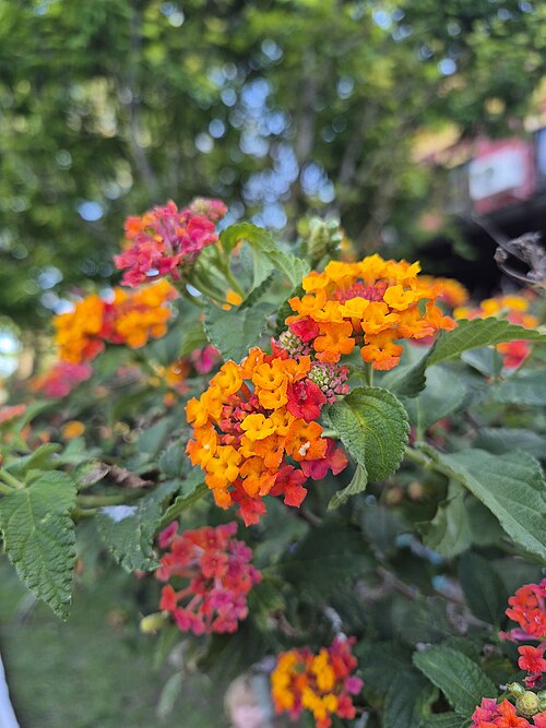Lantana: Cambará (do tupi kamará) na primavera